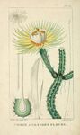绘制植物插画         