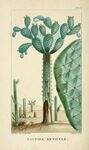 绘制植物插画         
