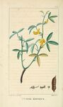 绘制植物插画         