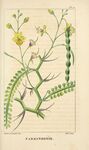绘制植物插画         
