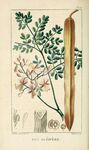 绘制植物插画         