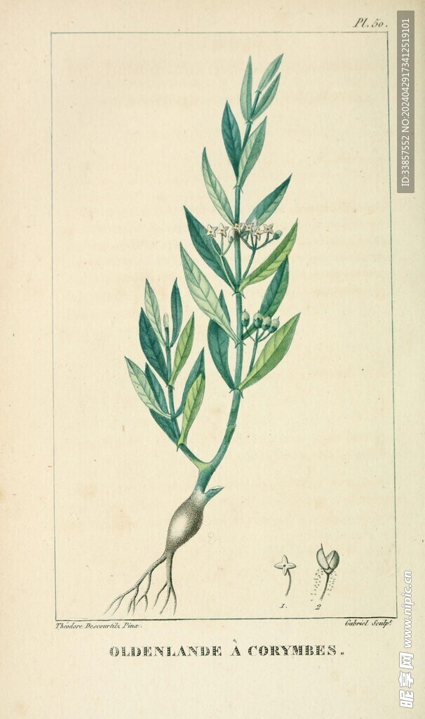 绘制植物插画         