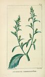 绘制植物插画         
