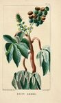 绘制植物插画         