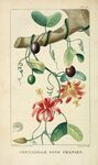 绘制植物插画         