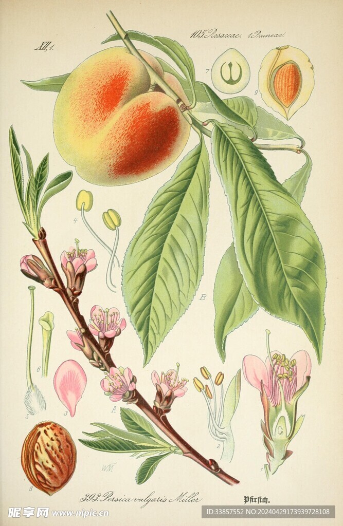 绘制植物插画         