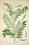绘制植物插画         