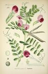绘制植物插画         