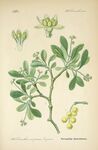 绘制植物插画         