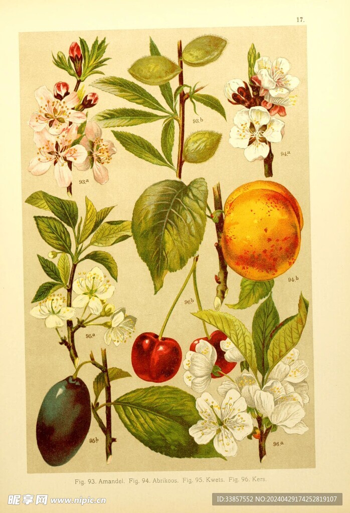 绘制植物插画         