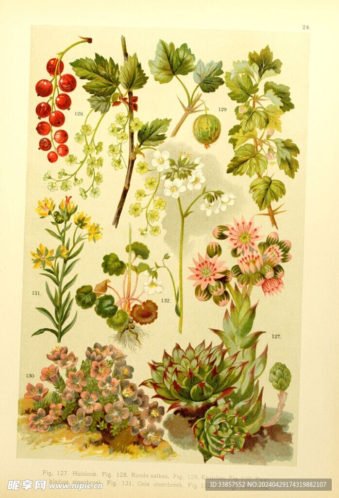 绘制植物插画         