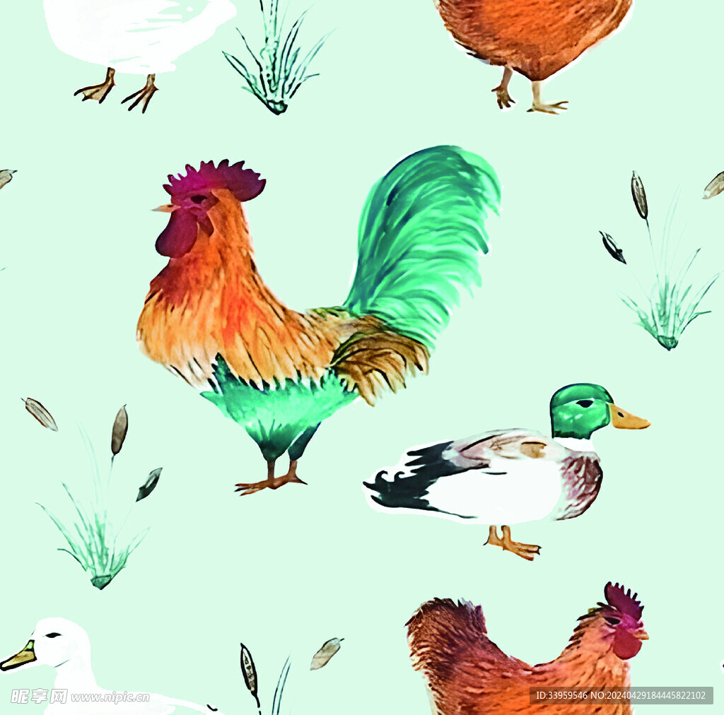 公鸡