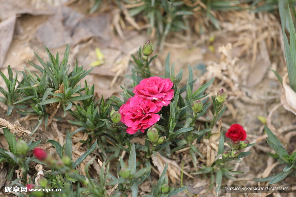月季 花