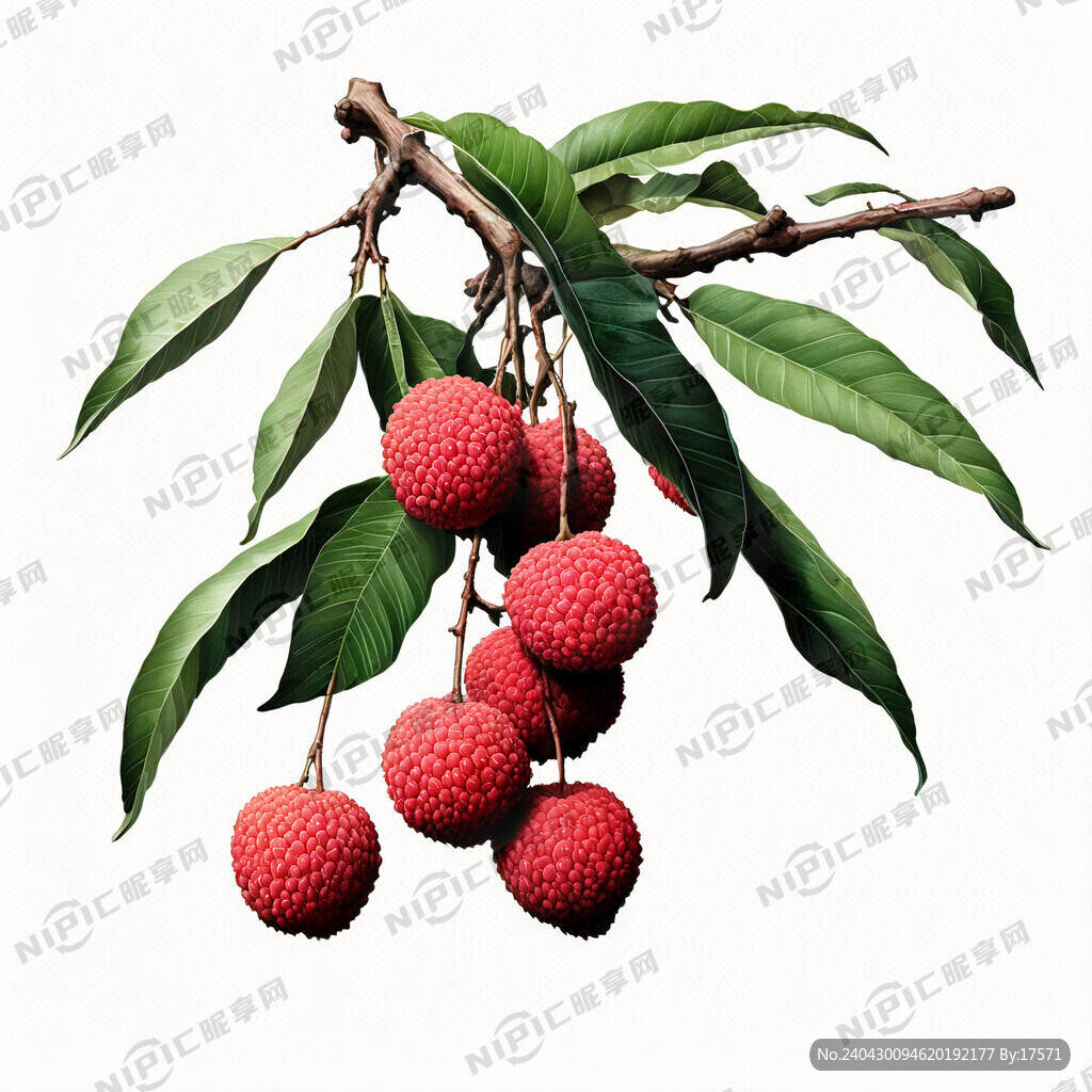 荔枝挂满枝头 插画线描风格