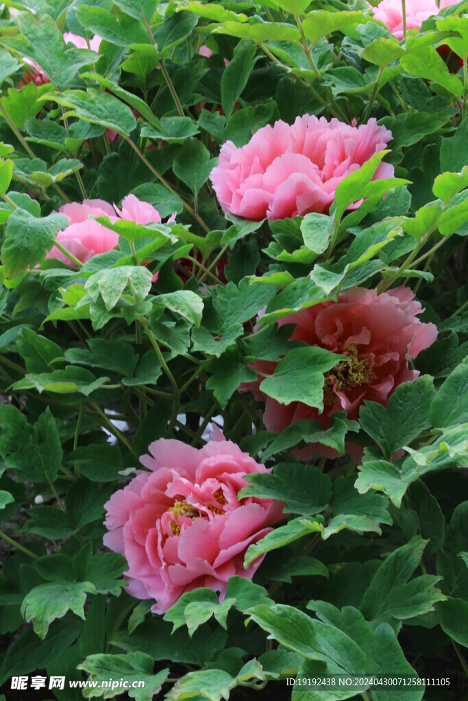 牡丹花