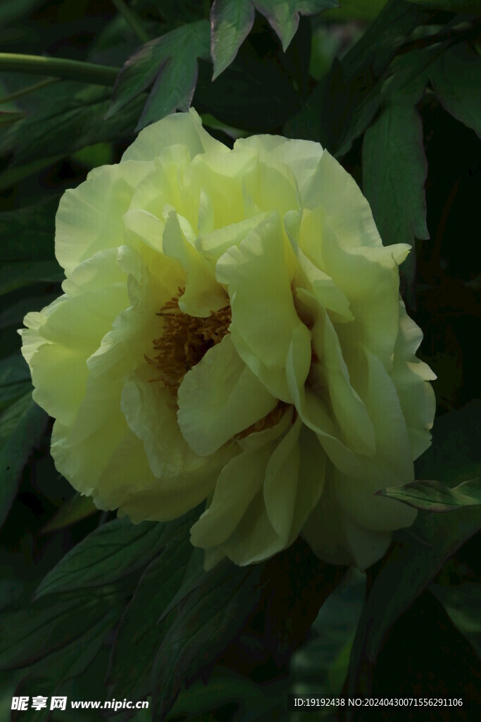 牡丹花 