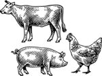 矢量线稿猪牛鸡手绘黑白图标 