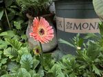重瓣非洲菊
