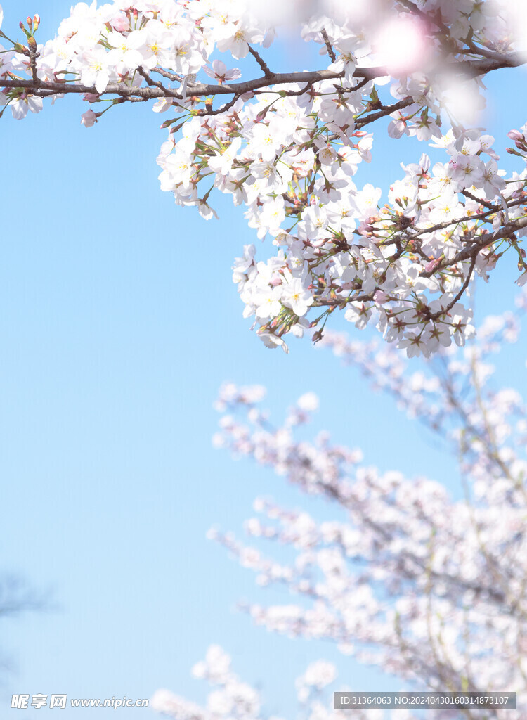  桃花开