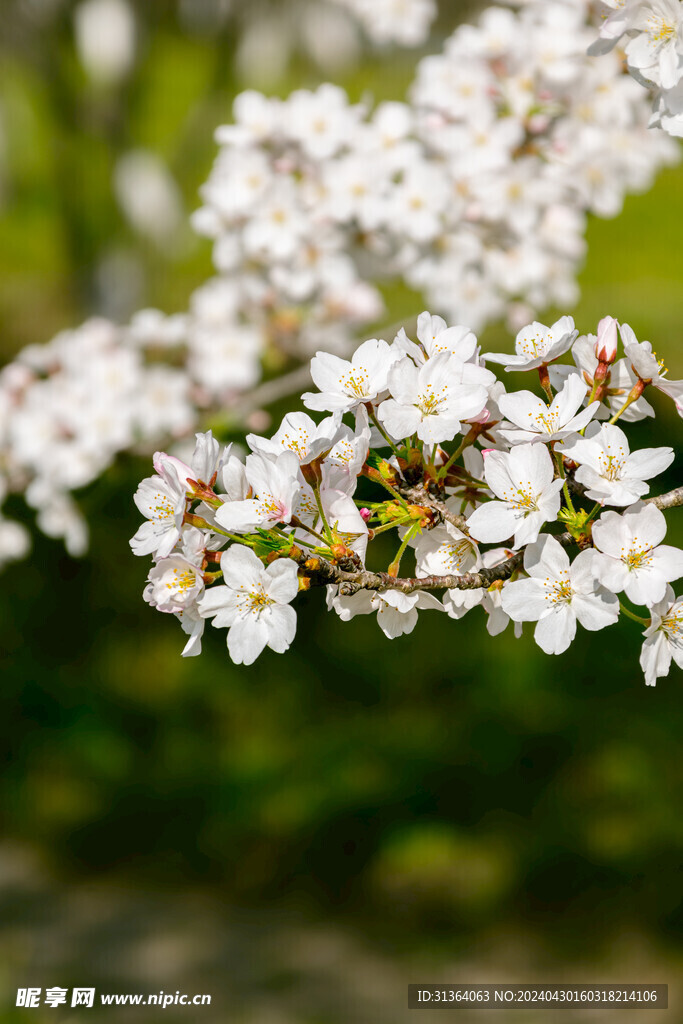  桃花特写