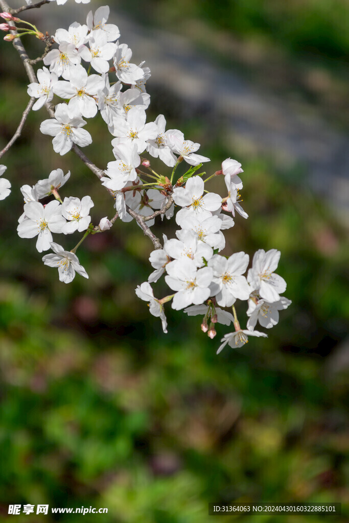 三月桃花