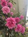 蔷薇花