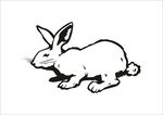 rabbit兔子