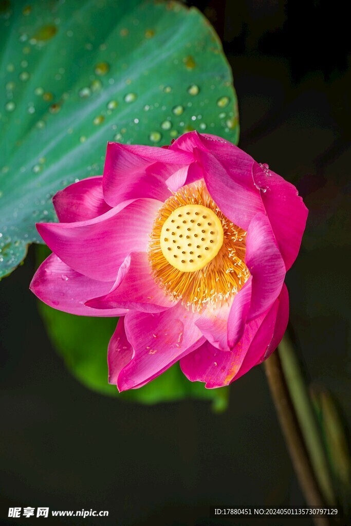 荷花