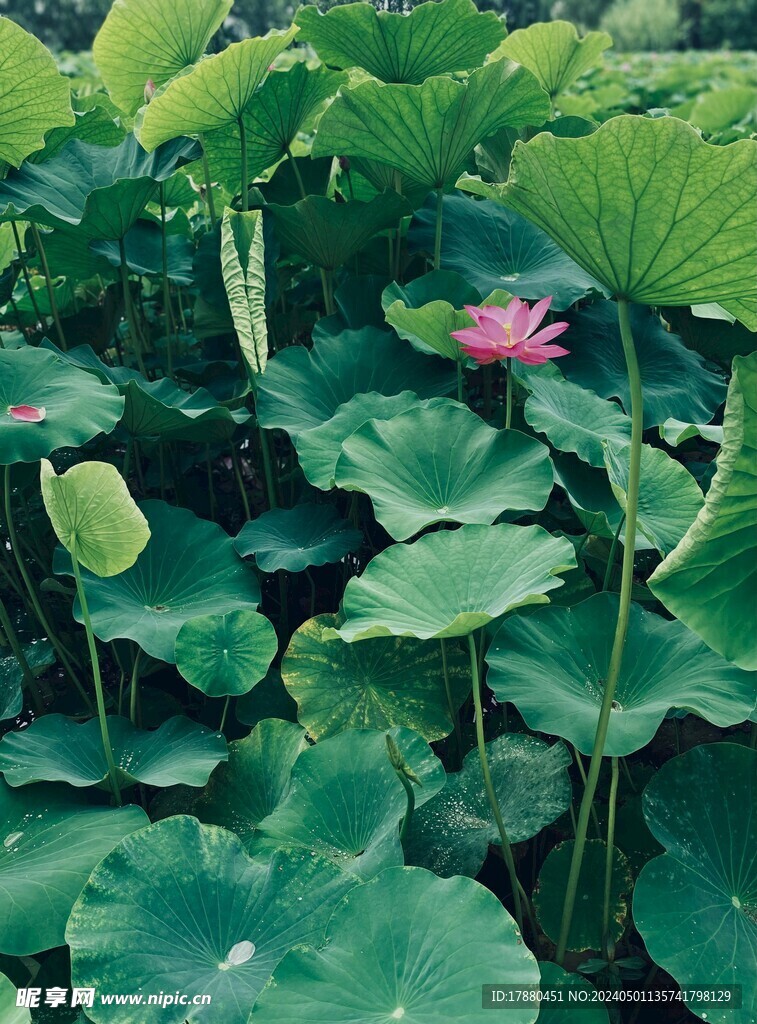 荷花