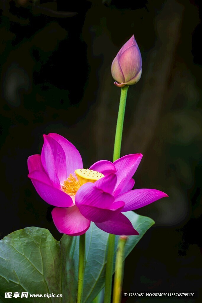 荷花