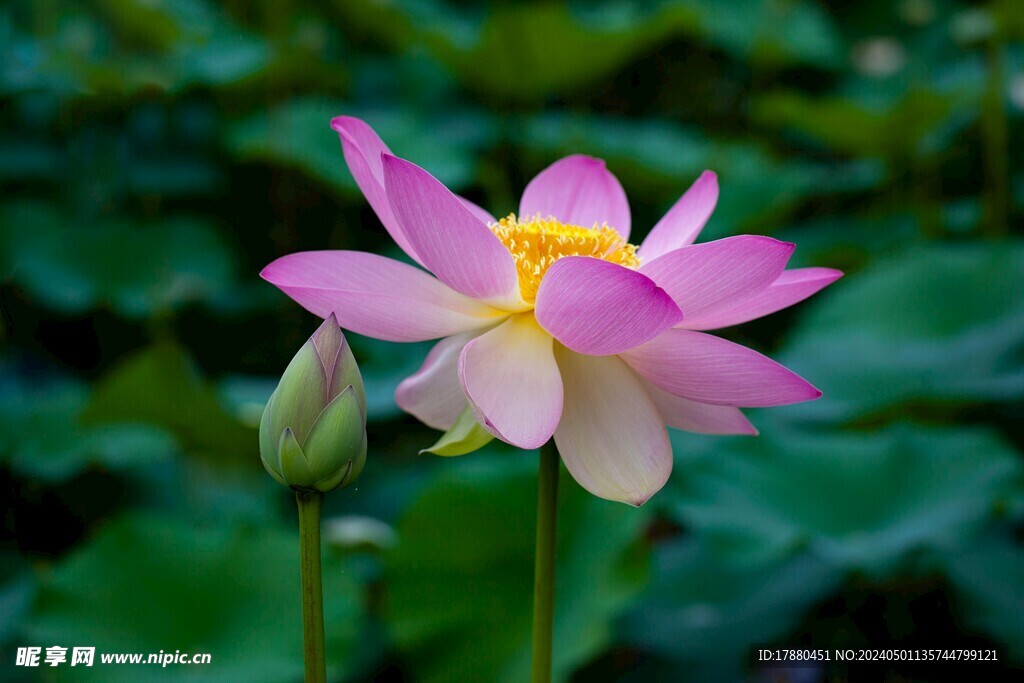 荷花