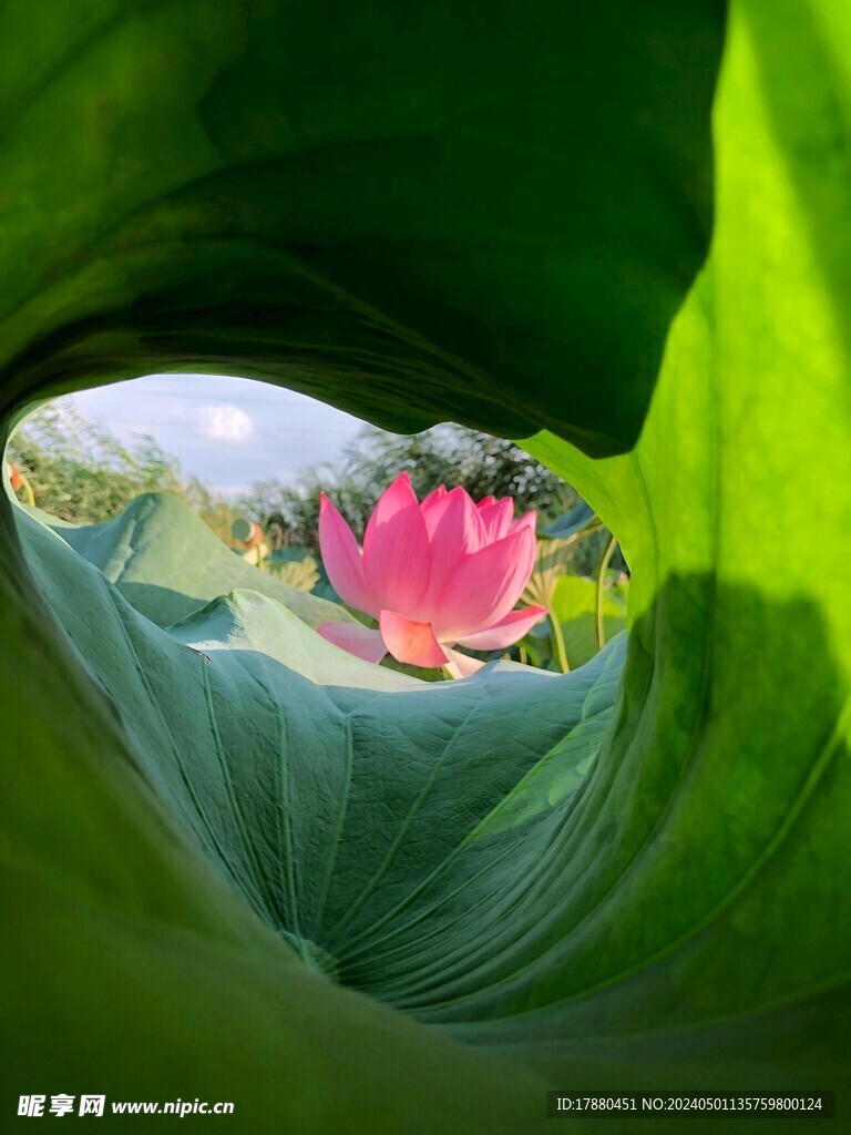 荷花