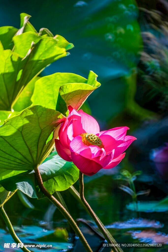 荷花