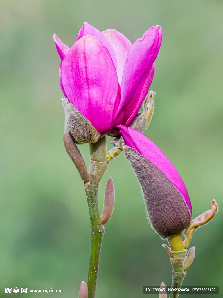 玉兰
