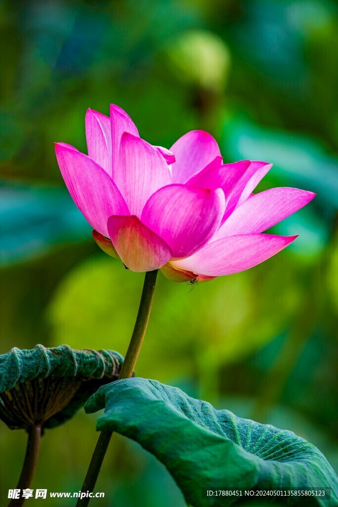 荷花