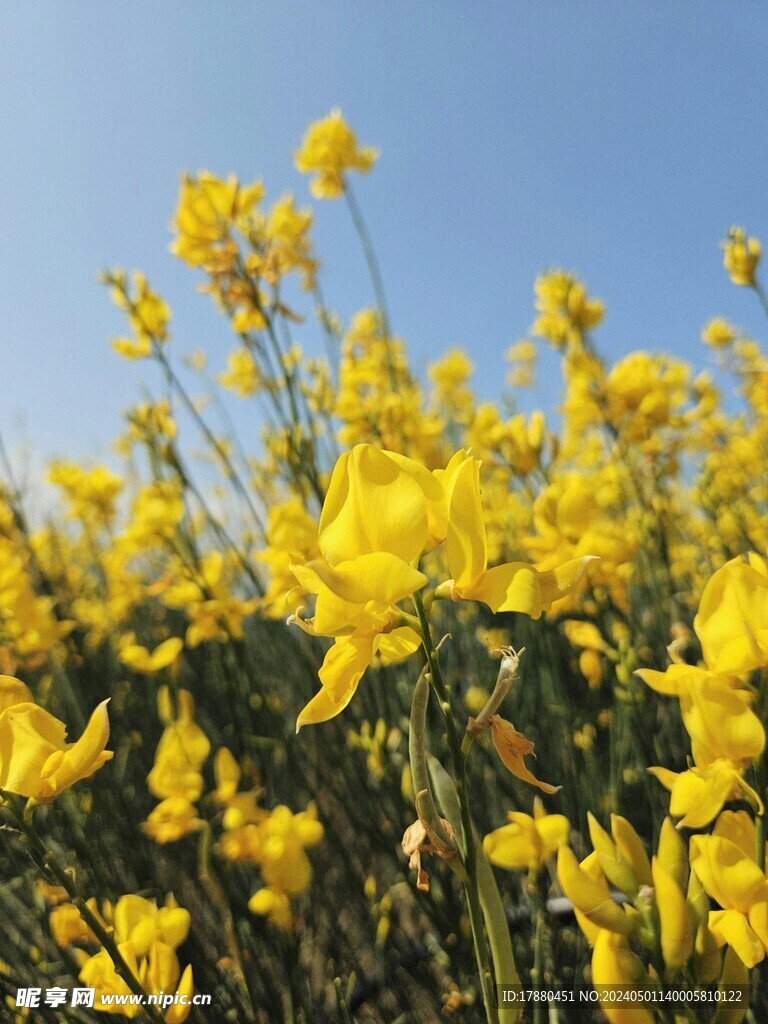 芸苔