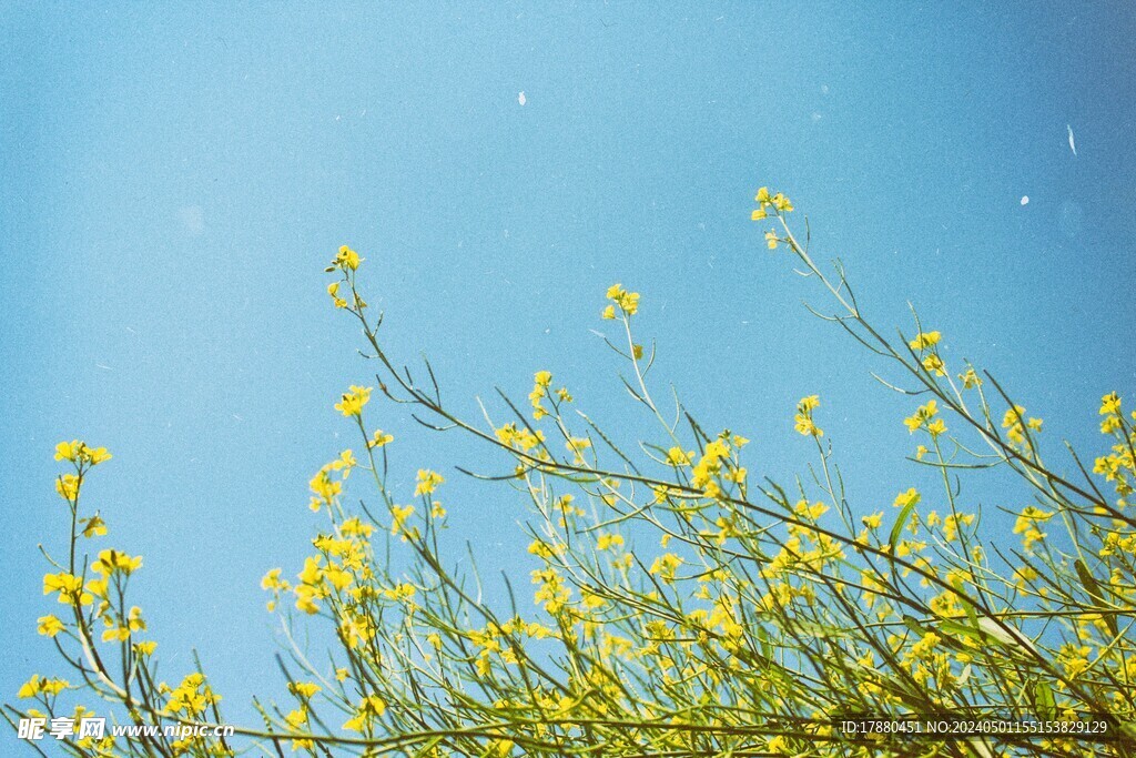 芸苔