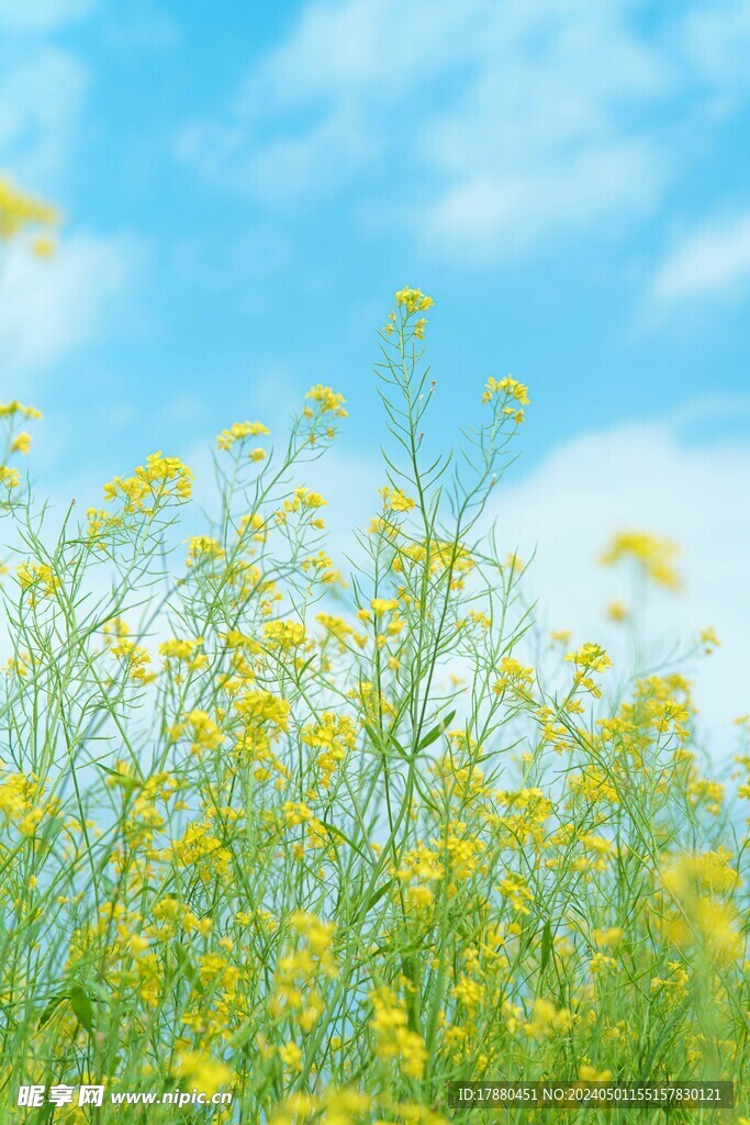 芸苔
