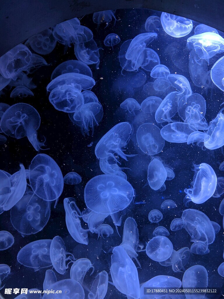 水母