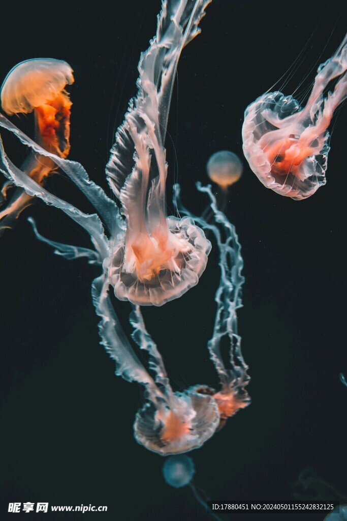 水母