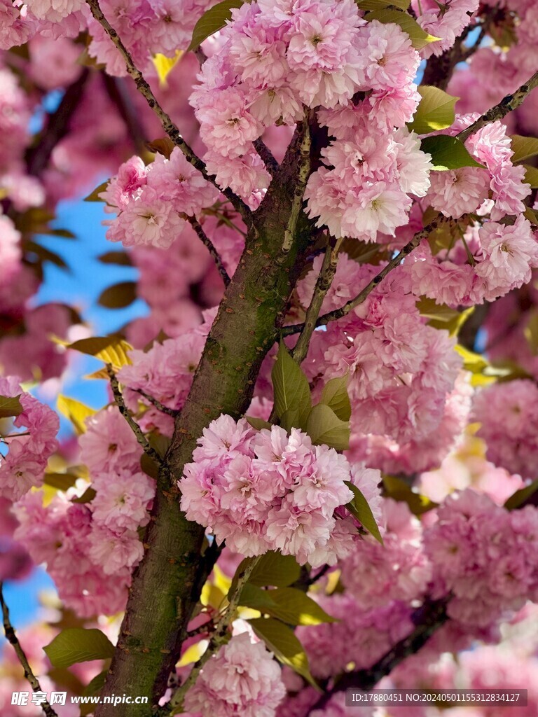 樱花