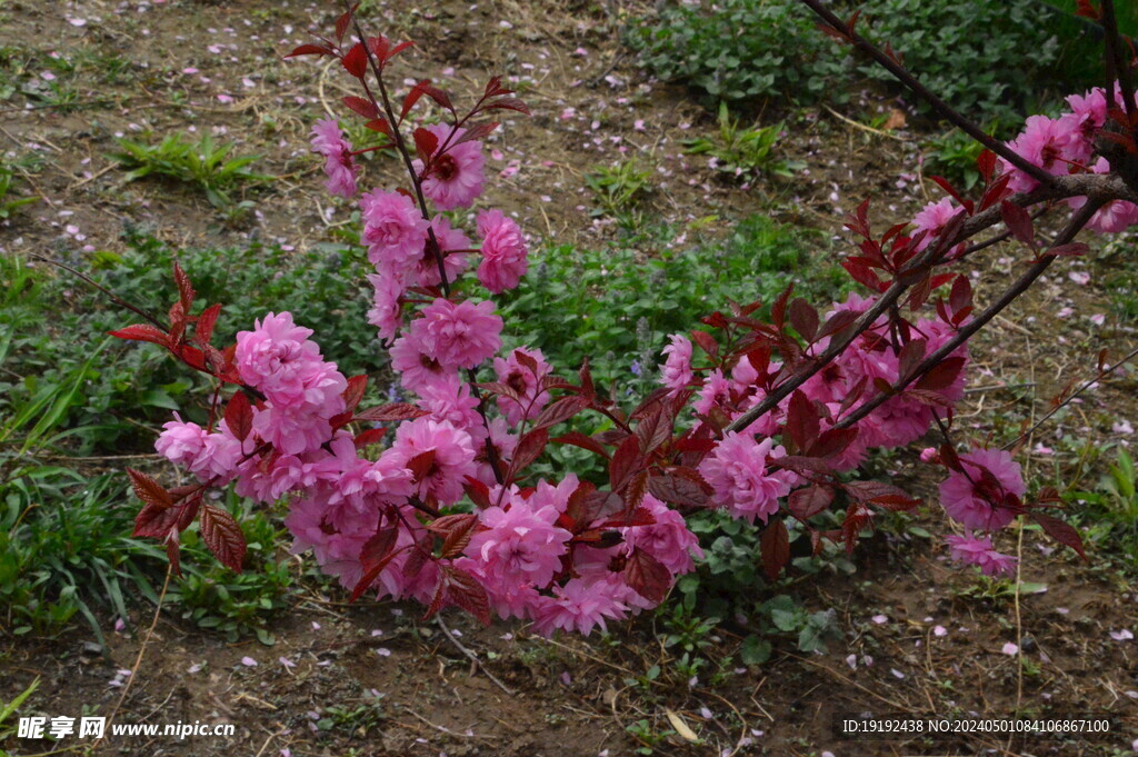 碧桃花  