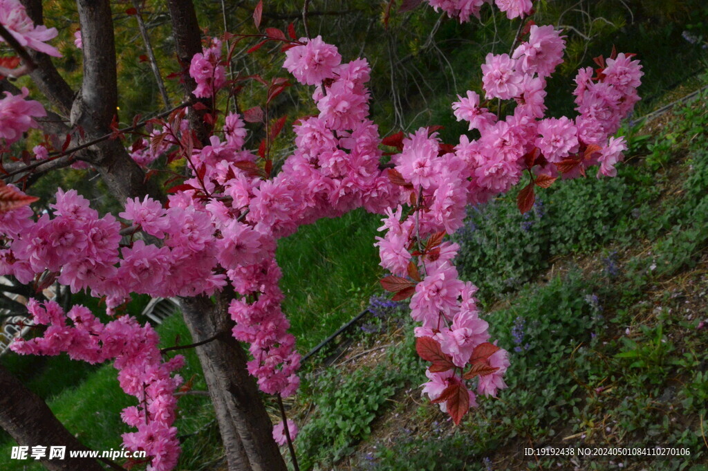 碧桃花  