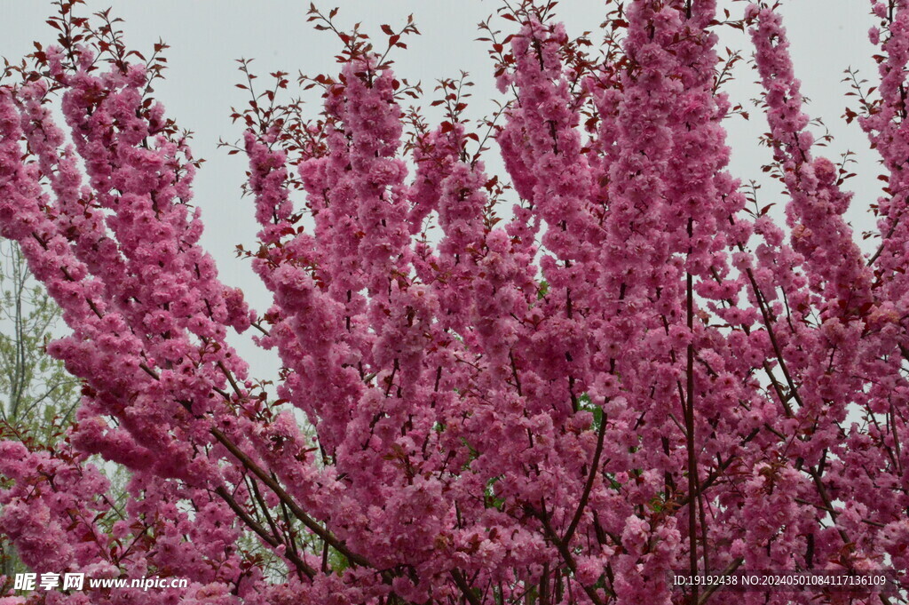 碧桃花  