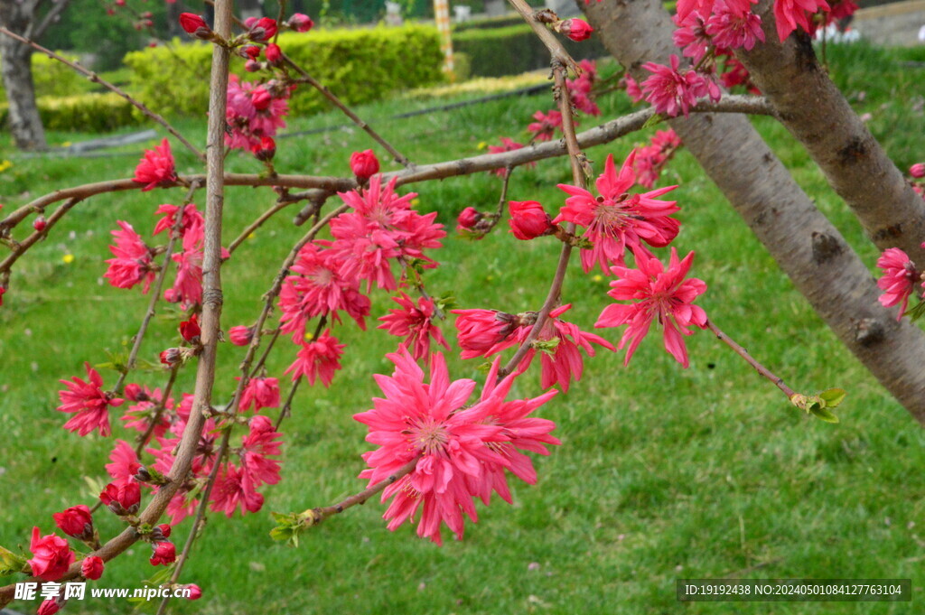 菊花桃  