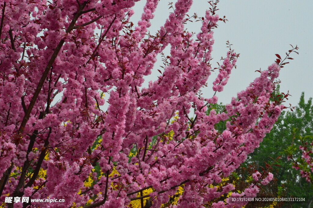 碧桃花 