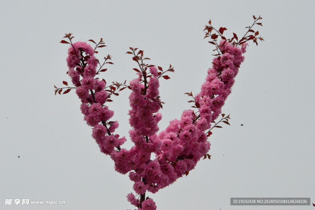 碧桃花  