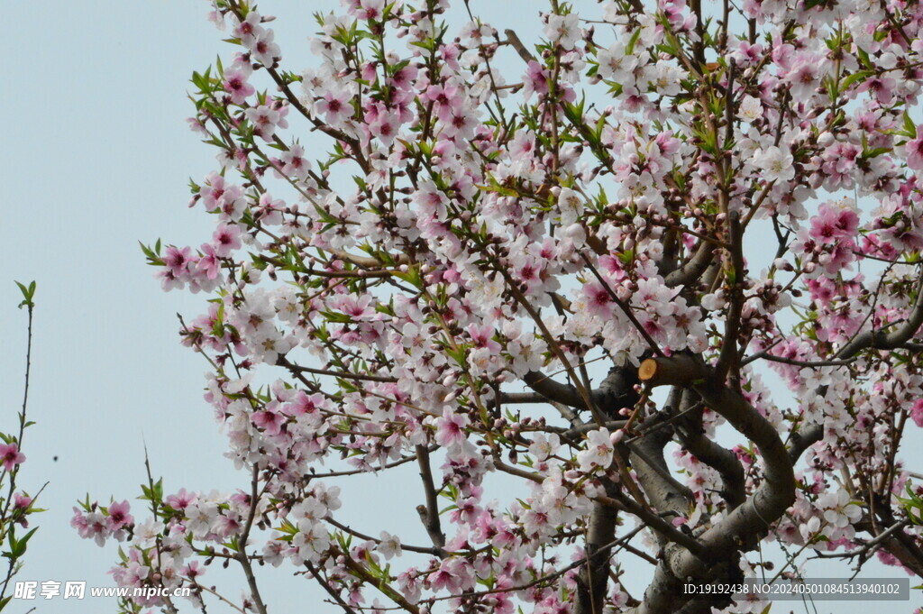 桃花 