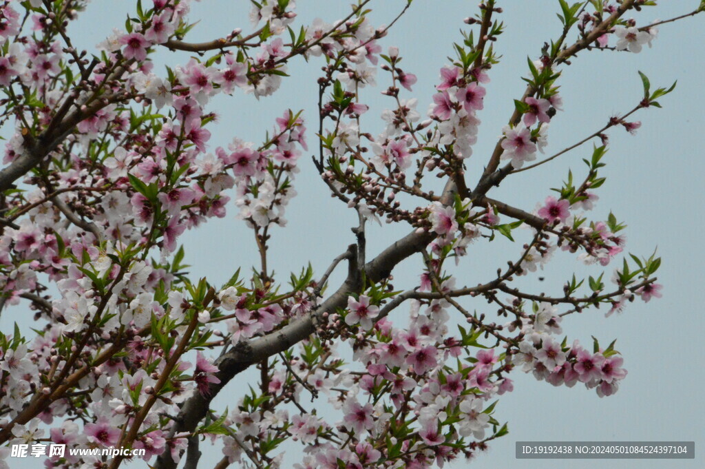 桃花