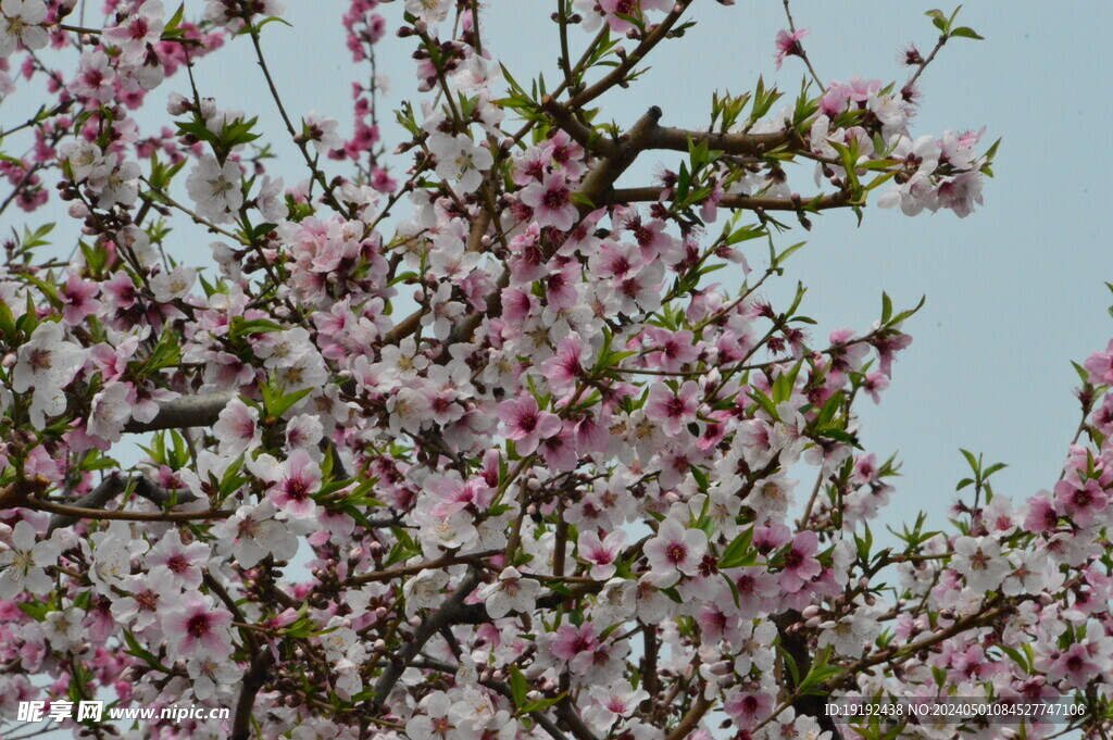 桃花 